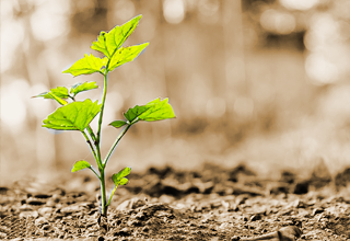 TOBORZÁS-KIVÁLASZTÁS